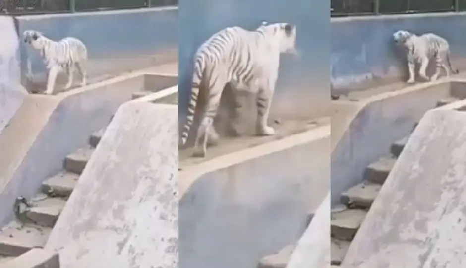 भूख और कमजोरी से जूझते सफेद बाघ का वीडियो वायरल, पटना Zoo प्रशासन पर उठे सवाल; PETA ने जताई गंभीर चिंता