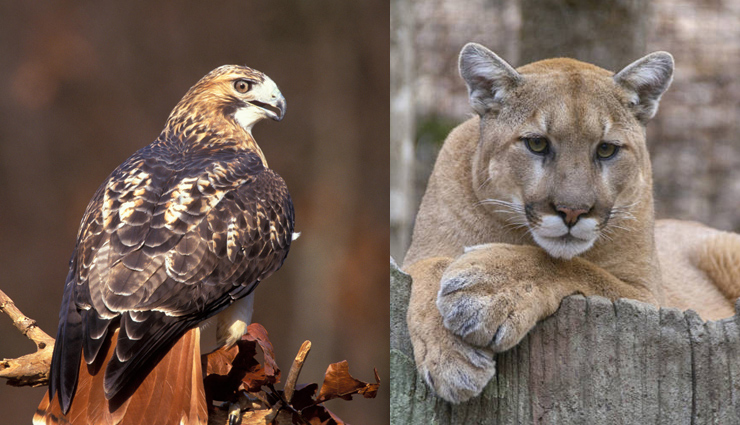 wildlife sounds,weird sounds,fox,barred owl,coyote,red-tailed hawk,mountain lion