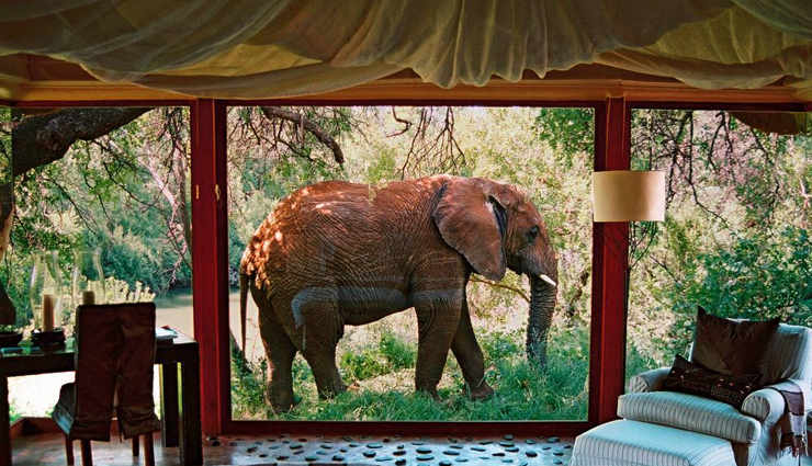 hotels near wild animals,wildlife hotels worldwide,lodges near wildlife habitats,stays with animals around the world,hotels near nature reserves,accommodations near wildlife sanctuaries,unique stays with wild animals,wildlife-friendly hotels,nature-inspired hotel experiences,hotels amidst natural habitats,safari lodges worldwide,nature retreats with wildlife,hotels by animal reserves,animal-friendly accommodations,wildlife-centric hotel stays,eco-resorts near wildlife,lodgings amidst nature reserves,experiential stays with animals,unique wildlife accommodations,hotels with animal encounters