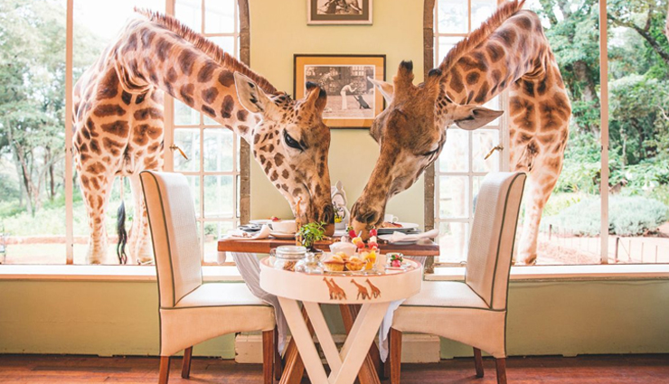 5 Hotels Across The World Where You Can Enjoy Stay Near Wild Animals