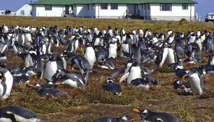 hotels near wild animals,wildlife hotels worldwide,lodges near wildlife habitats,stays with animals around the world,hotels near nature reserves,accommodations near wildlife sanctuaries,unique stays with wild animals,wildlife-friendly hotels,nature-inspired hotel experiences,hotels amidst natural habitats,safari lodges worldwide,nature retreats with wildlife,hotels by animal reserves,animal-friendly accommodations,wildlife-centric hotel stays,eco-resorts near wildlife,lodgings amidst nature reserves,experiential stays with animals,unique wildlife accommodations,hotels with animal encounters