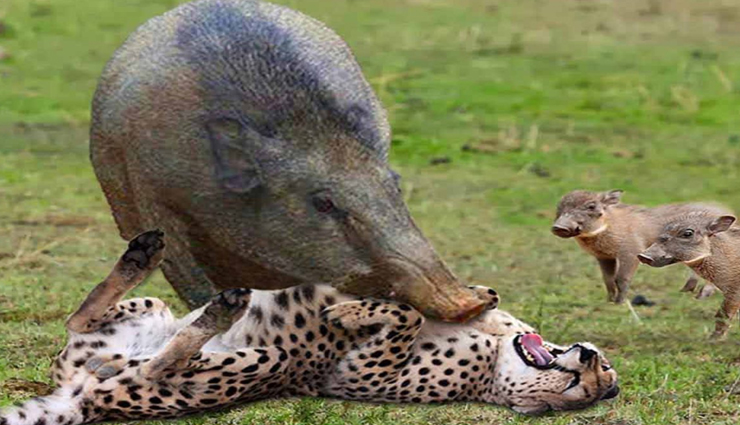 VIDEO : सूअर से डरकर खूंखार चीते के भागने का यह नजारा देख आप भी रह जाएंगे हैरान!