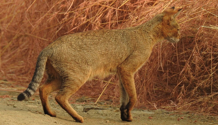 species of wild cats found in india,wild cats,india,jungle cat,desert cat,fishing cat,leopard cat,golden cat,spotted cat