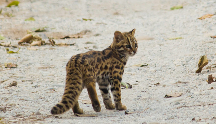 6 Species of Wild Cats Found in India
