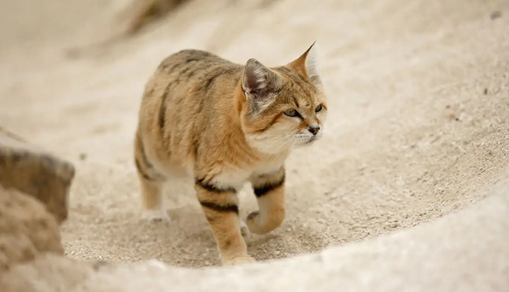 species of wild cats found in india,wild cats,india,jungle cat,desert cat,fishing cat,leopard cat,golden cat,spotted cat