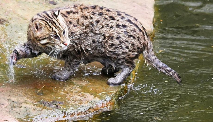 species of wild cats found in india,wild cats,india,jungle cat,desert cat,fishing cat,leopard cat,golden cat,spotted cat