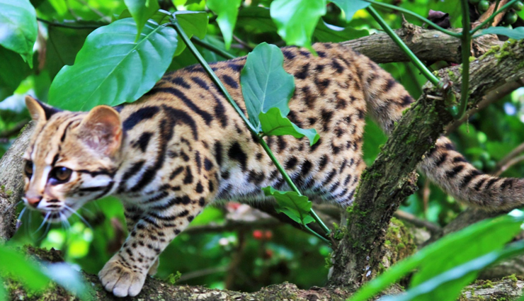 species of wild cats found in india,wild cats,india,jungle cat,desert cat,fishing cat,leopard cat,golden cat,spotted cat