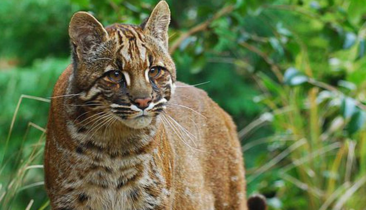 species of wild cats found in india,wild cats,india,jungle cat,desert cat,fishing cat,leopard cat,golden cat,spotted cat