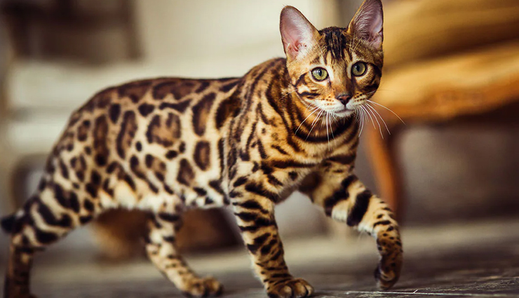 species of wild cats found in india,wild cats,india,jungle cat,desert cat,fishing cat,leopard cat,golden cat,spotted cat