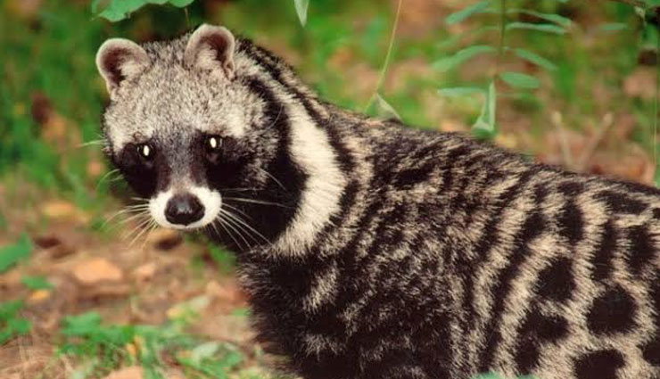 weird species of wild civet,species of wild civet found in india,malabar large spotted civet,large indian civet,small indian civet,masked palm civet,brown palm civet