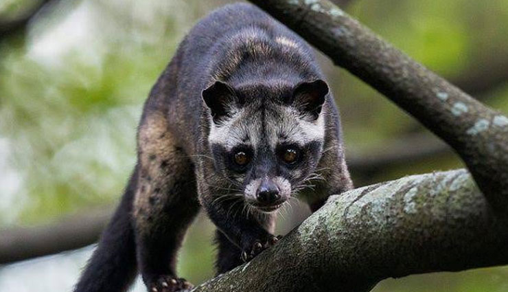 5 Weird Species of Wild Civet Found In India