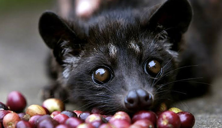 weird species of wild civet,species of wild civet found in india,malabar large spotted civet,large indian civet,small indian civet,masked palm civet,brown palm civet