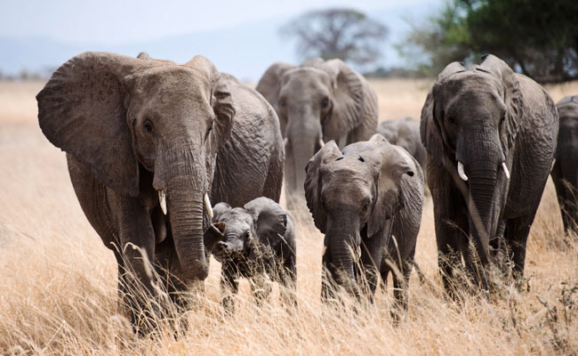 south indian states,wild elephants,kerala,karnataka,tamil nadu,odisha,arunachal pradesh,wildlife in south india