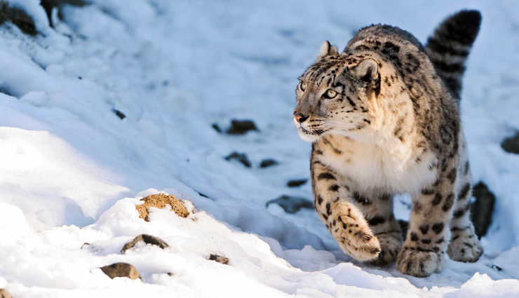 species of wild leopards,wild leopards found in india,india,wild leopards,indian leopard,snow leopard,clouded leopard,black leopard,black panther,cat leopard,leopard cat