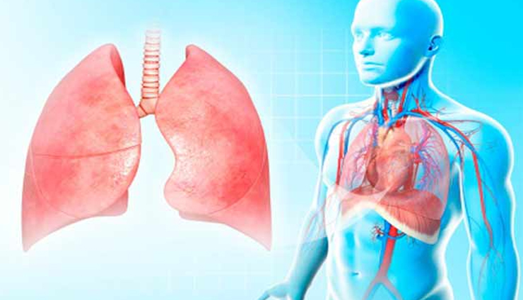 wild lettuce,Health tips,health benefits of wild lettuce,fitness tips