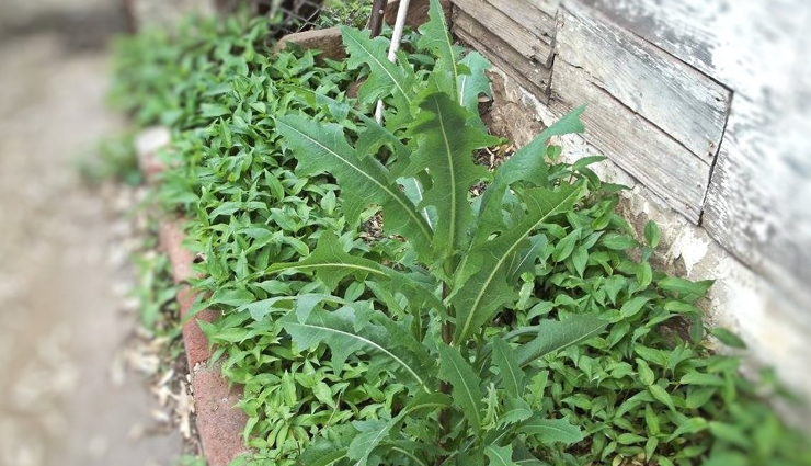 6 Benefits of Wild Lettuce on Your Health