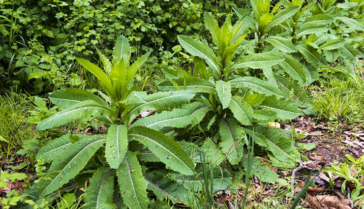 5 Side Effects of Wild Lettuce