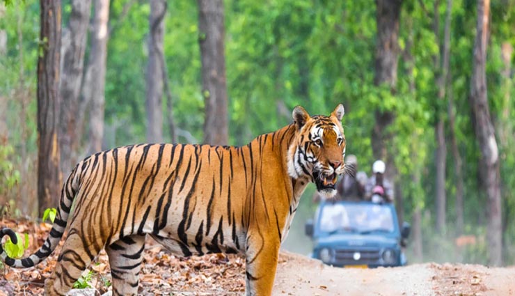 पर्यटकों के बीच बहुत प्रसिद्द हैं देश की ये 4 टॉप वाइल्ड लाइफ सैंक्चुअरी, जल्द बनाए घूमने का प्लान