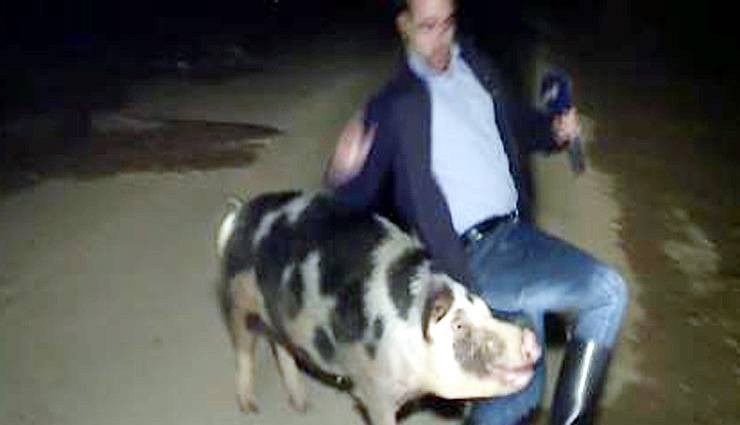 tv,live,reporter,pig,greece,european country,journalist,live reporting,weird news in hindi