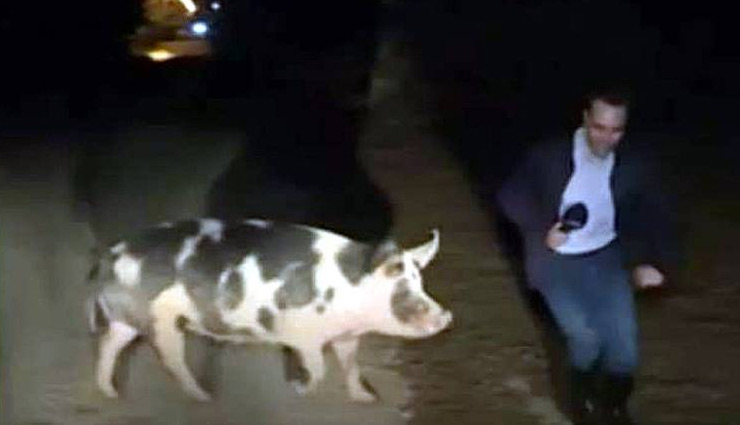 tv,live,reporter,pig,greece,european country,journalist,live reporting,weird news in hindi