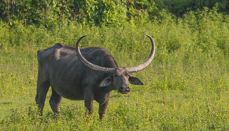 kaziranga national park,assam,manas national park,assam,indravati national park,chhattisgarh,balphakram national park,meghalaya,dibru saikhowa national park,assam,wild water buffalo,india