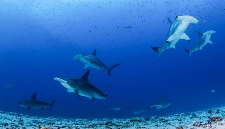 5 Wild Water Marine Life Sanctuaries To Visit in India