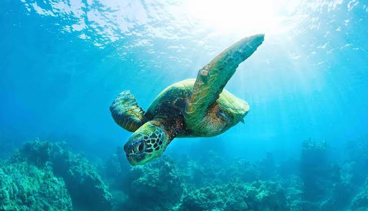 wild water marine life sanctuaries,sanctuaries in india,cauvery wildlife sanctuary,karnataka,national chambal sanctuary,madhya pradesh,kabini wildlife sanctuary,karnataka,gahirmatha marine sanctuary,odisha,bhitarkanika wildlife sanctuary,odisha