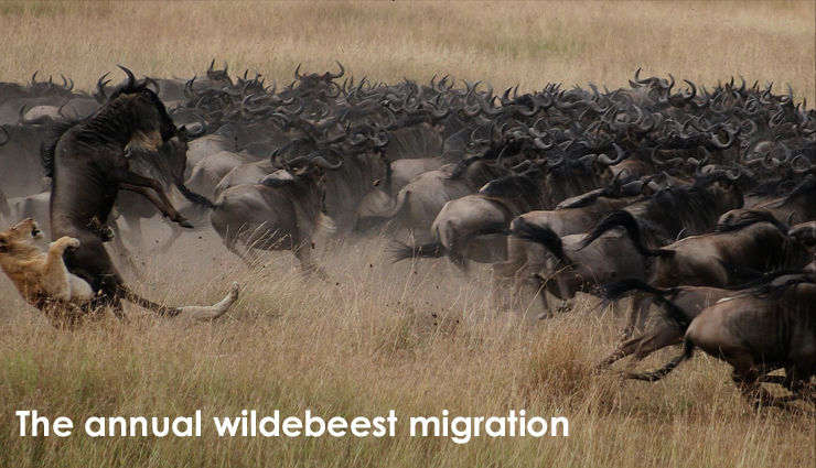 tanzania,attractions in tanzania,tanzania travel,tourist places in tanzania,lake manyara,matema beach,the big five,prison island,mount meru,house of wonders,serengeti hippo pool,arusha cultural heritage centre,the annual wildebeest migration,jozani forest,travel,holidays