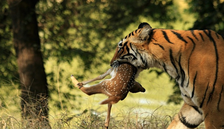 ranthambore,ranthambore national park,reason why ranthambore national park,national park,travel,travel tips,holidays,travel guide