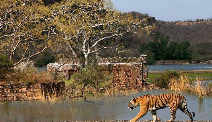 10 wildlife sanctuaries near jaipur,wildlife sanctuaries near jaipur,best wildlife parks near jaipur,ranthambore national park,sariska tiger reserve,keoladeo national park,ramgarh vishdhari wildlife sanctuary,jhalana safari park,nahargarh biological park,jamwa ramgarh wildlife sanctuary,keladevi wildlife sanctuary,tal chhapar wildlife sanctuary,desert national park,jaipur nature destinations,wildlife experiences near jaipur,wildlife tourism rajasthan