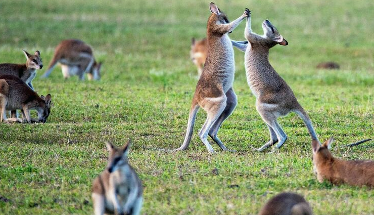 australia travel experiences,must-visit attractions australia,tourist destinations australia,exciting things to do australia,sydney tourist spots,melbourne cultural scene,pink lake australia,wildlife encounters australia,great barrier reef adventures,skydiving in australia