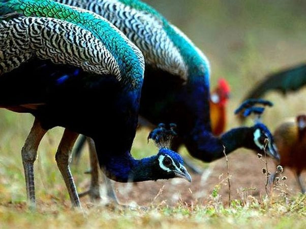 national parks of chhattisgarh,chhattisgarh,wildlife in chhattisgarh,barnawapara sanctuary,sita nadi sanctuary,udanti sanctuary,indravati national park,kanger valley national park,sancturary of chhattisgarh