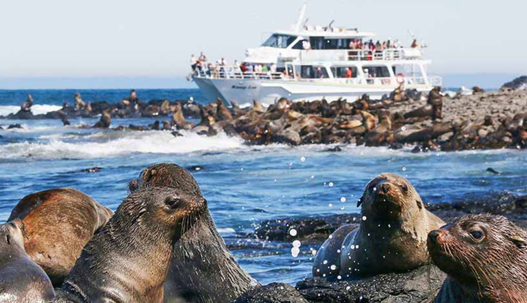 7 Wildlife Cruises You Must Visit Around The World