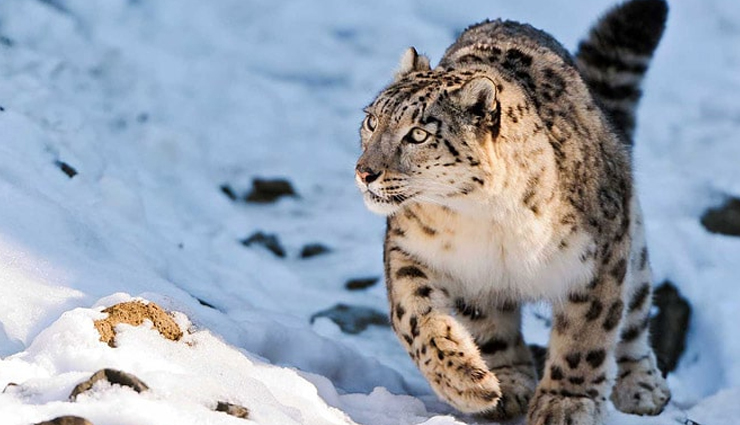 things to do in leh ladakh,best activities in leh ladakh,top experiences in leh ladakh,must-do things in leh ladakh,explore leh ladakh: activities and attractions,adventure and culture in leh ladakh,unmissable experiences in leh ladakh,leh ladakh travel guide: best things to do,discovering leh ladakh: unique experiences,sightseeing and adventure in leh ladakh,leh ladakh bucket list: top activities,immersive travel in leh ladakh: things to explore,cultural and natural wonders in leh ladakh,leh ladakh adventure and sightseeing,making the most of your visit to leh ladakh