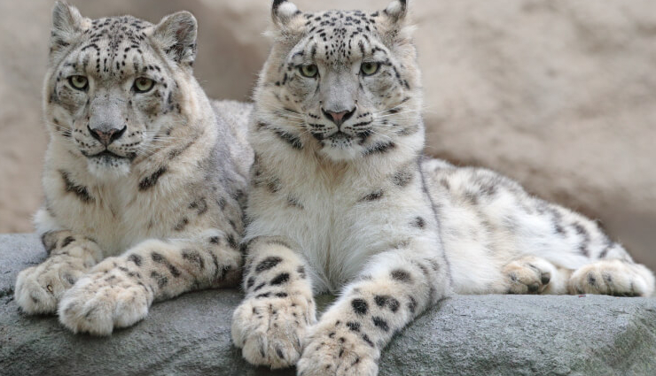 ladakh travel must-do,bucket list destinations ladakh,unique experiences ladakh,adventure travel ladakh,scenic landscapes in ladakh,cultural richness ladakh,high-altitude travel ladakh,must-visit places in ladakh,ladakh offbeat experiences,himalayan wonders ladakh