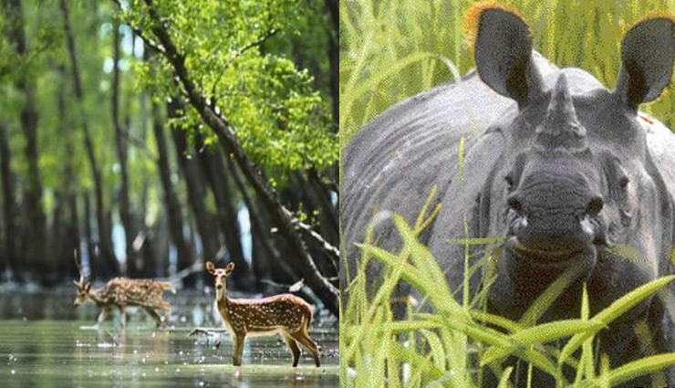 5 Sanctuaries You Must Visit in North East India