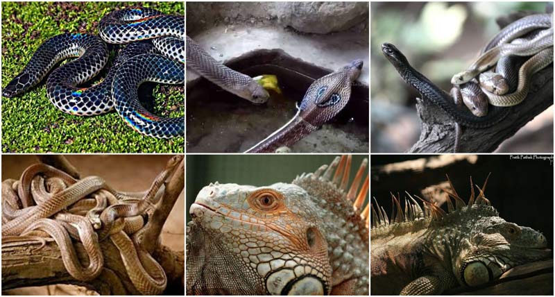 wildlife attractions,wildlife attractions in pune,pune,katraj snake park,mayureshwar wildlife sanctuary,peshwe park