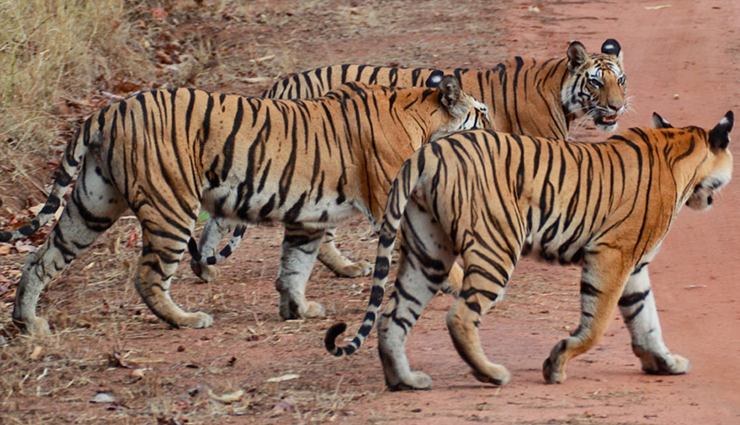 ranthambore,ranthambore national park,reason why ranthambore national park,national park,travel,travel tips,holidays,travel guide