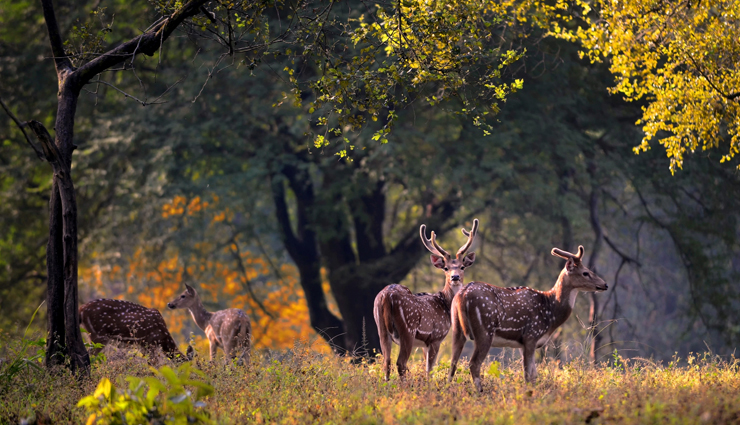 wildlife national parks,wildlife national parks in india,india,kanha national park,gir forest national park,jim corbett national park,hemis national park,namdapha national park,nagarhole national park,bandipur national park,mudumalai national park,kaziranga national park,ranthambore national park,tadoba national park,sundarbans national park,bandhavgarh national park,simlipal national park