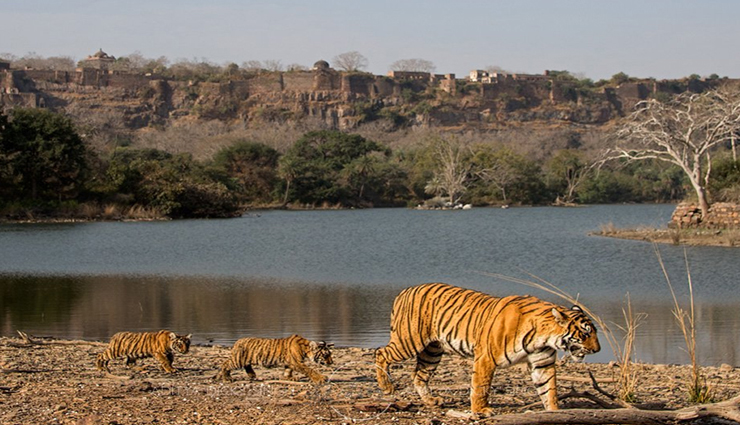 wildlife national parks,wildlife national parks in india,india,kanha national park,gir forest national park,jim corbett national park,hemis national park,namdapha national park,nagarhole national park,bandipur national park,mudumalai national park,kaziranga national park,ranthambore national park,tadoba national park,sundarbans national park,bandhavgarh national park,simlipal national park
