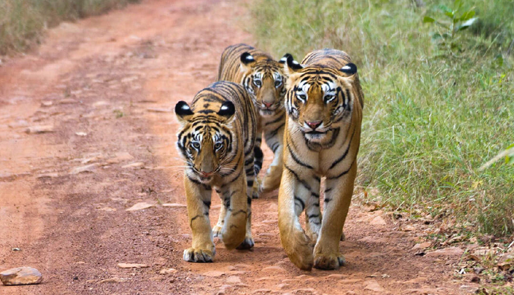 wildlife national parks,wildlife national parks in india,india,kanha national park,gir forest national park,jim corbett national park,hemis national park,namdapha national park,nagarhole national park,bandipur national park,mudumalai national park,kaziranga national park,ranthambore national park,tadoba national park,sundarbans national park,bandhavgarh national park,simlipal national park