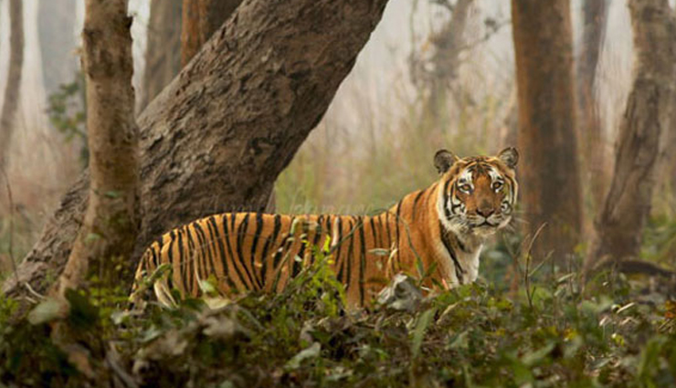 wildlife national parks,wildlife national parks in india,india,kanha national park,gir forest national park,jim corbett national park,hemis national park,namdapha national park,nagarhole national park,bandipur national park,mudumalai national park,kaziranga national park,ranthambore national park,tadoba national park,sundarbans national park,bandhavgarh national park,simlipal national park