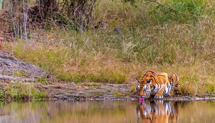 wildlife national parks,wildlife national parks in india,india,kanha national park,gir forest national park,jim corbett national park,hemis national park,namdapha national park,nagarhole national park,bandipur national park,mudumalai national park,kaziranga national park,ranthambore national park,tadoba national park,sundarbans national park,bandhavgarh national park,simlipal national park
