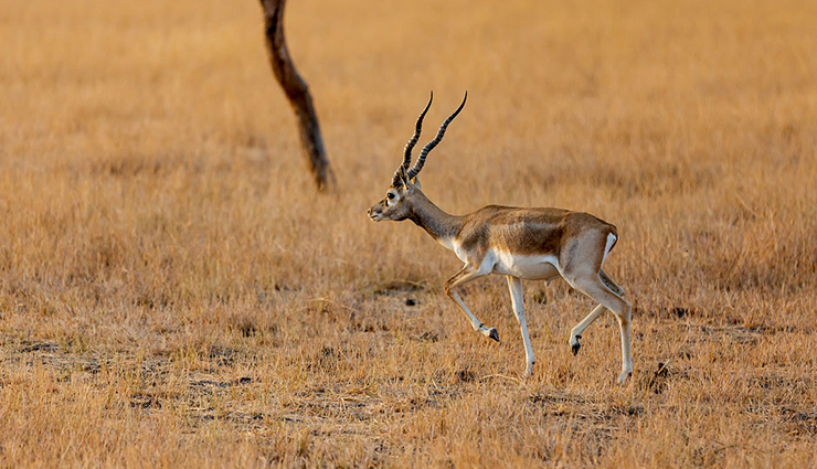 wildlife national parks,wildlife national parks in india,india,kanha national park,gir forest national park,jim corbett national park,hemis national park,namdapha national park,nagarhole national park,bandipur national park,mudumalai national park,kaziranga national park,ranthambore national park,tadoba national park,sundarbans national park,bandhavgarh national park,simlipal national park