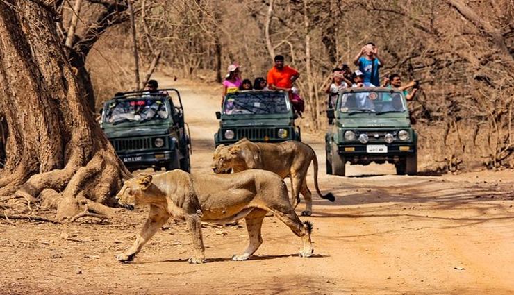 wildlife national parks,wildlife national parks in india,india,kanha national park,gir forest national park,jim corbett national park,hemis national park,namdapha national park,nagarhole national park,bandipur national park,mudumalai national park,kaziranga national park,ranthambore national park,tadoba national park,sundarbans national park,bandhavgarh national park,simlipal national park