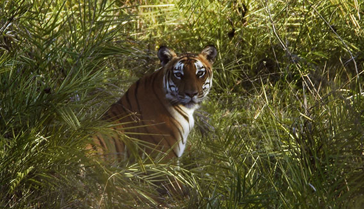 wildlife national parks,wildlife national parks in india,india,kanha national park,gir forest national park,jim corbett national park,hemis national park,namdapha national park,nagarhole national park,bandipur national park,mudumalai national park,kaziranga national park,ranthambore national park,tadoba national park,sundarbans national park,bandhavgarh national park,simlipal national park