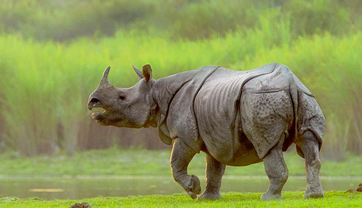 wildlife national parks,wildlife national parks in india,india,kanha national park,gir forest national park,jim corbett national park,hemis national park,namdapha national park,nagarhole national park,bandipur national park,mudumalai national park,kaziranga national park,ranthambore national park,tadoba national park,sundarbans national park,bandhavgarh national park,simlipal national park