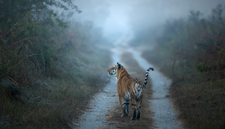 national parks in india,corbett national park,dachigam national park,dudhwa national park,hemis national park,great himalayan national park,ranthambore national park,gir national park,national parks in india,good wildlife photography in india,india,places in india