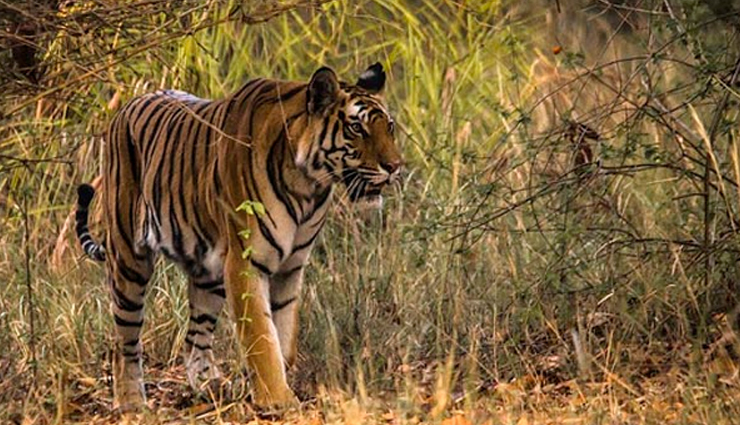 7 National Parks in India For Good Wildlife Photography