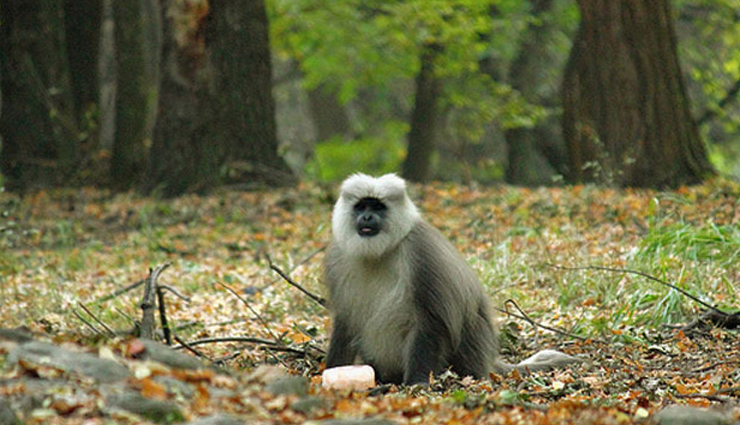 national parks in india,corbett national park,dachigam national park,dudhwa national park,hemis national park,great himalayan national park,ranthambore national park,gir national park,national parks in india,good wildlife photography in india,india,places in india